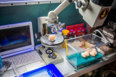 kaplumbağa yumurta bir laboratuvar mikroskop altında