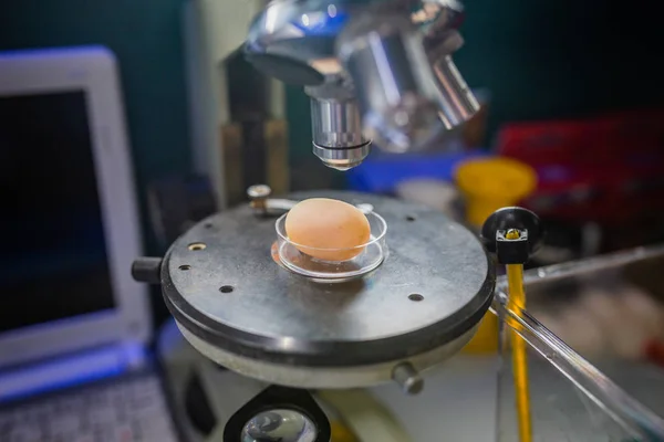 turtle egg under a microscope in a laboratory