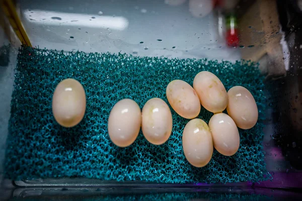 turtle eggs lie in a transparent box in the laboratory