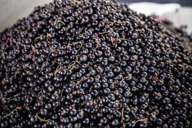 çiftlik piyasada olgun frenk üzümü