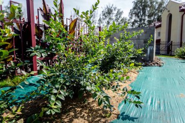 yaban mersini çalı alan