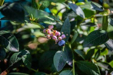 Yaban mersini çalılığında olgun yaban mersini kümesi