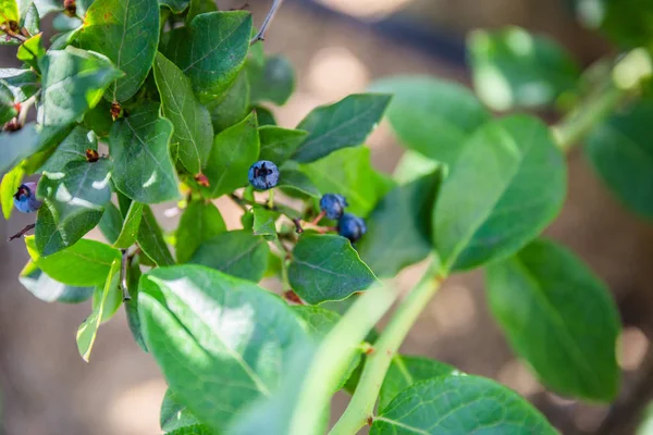 ripe blueberry cluster on a blueberry bush