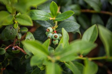 Yaban mersini çalılığında olgun yaban mersini kümesi