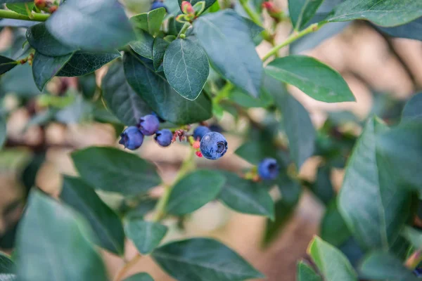 Yaban mersini çalılığında olgun yaban mersini kümesi