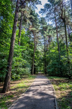 parlak güneşli yaz havalarda kentin yeşil orman