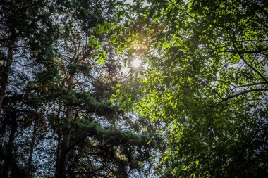 parlak güneşli yaz havalarda kentin yeşil orman