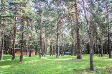 parlak güneşli yaz havalarda kentin yeşil orman