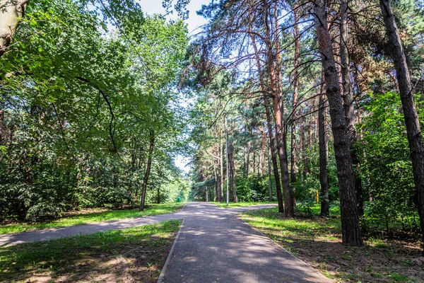 Bosque Verde Ciudad Tiempo Soleado Brillante Del Verano —  Fotos de Stock