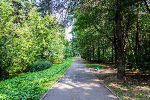 parlak güneşli yaz havalarda kentin yeşil orman