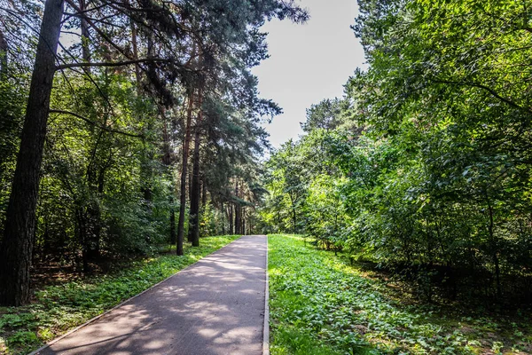 明るい日当たりの良い夏の天候の都市で緑の森 — ストック写真