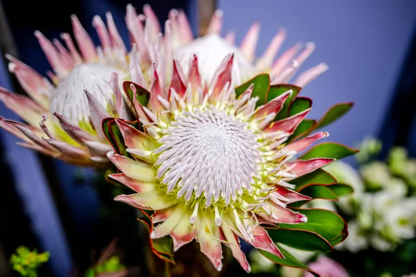 Bouquet Belles Fleurs Dans Magasin Fleurs — Photo