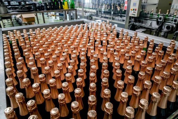 bottles with champagne wine are moving along the conveyor at the factory of grape and sparkling wine