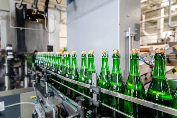 bottles with champagne wine are moving along the conveyor at the factory of grape and sparkling wine