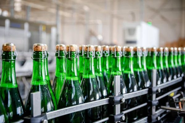 bottles with champagne wine are moving along the conveyor at the factory of grape and sparkling wine