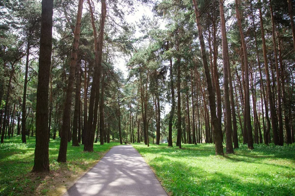 Парк Центрі Міста Сонячну Яскраву Літню Погоду — стокове фото