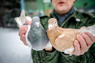 pigeon breeder holds a purebred pigeon in his hands clipart
