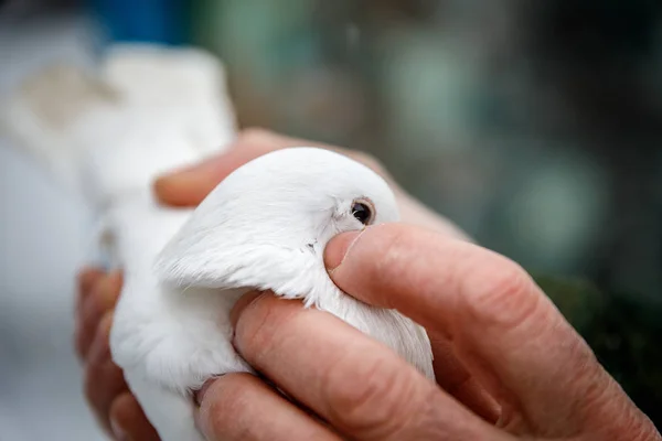 Taubenzüchter Hält Eine Reinrassige Taube Den Händen — Stockfoto