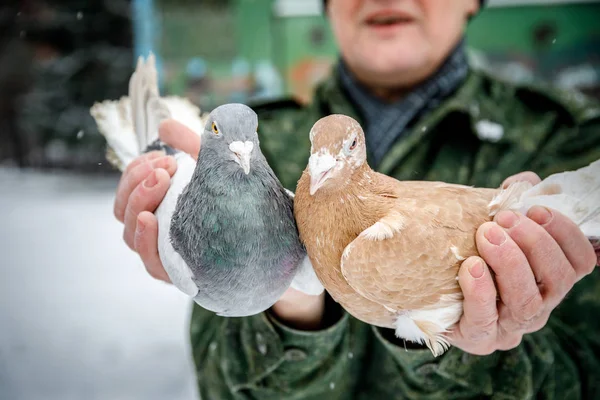 güvercin damızlık safkan bir güvercin elinde tutar.