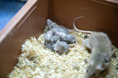 bir evcil hayvan dükkânı bir kafeste fareler vardır