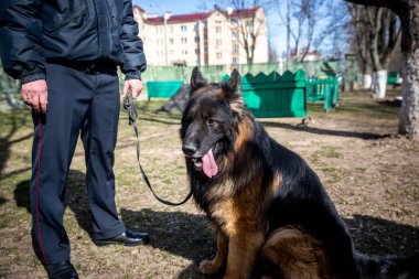 Minsk, Beyaz Rusya - 1 Marth, 2019: Bir polis bir servis köpeği trenler