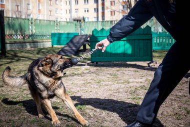 Minsk, Beyaz Rusya - 1 Marth, 2019: Bir polis bir servis köpeği trenler