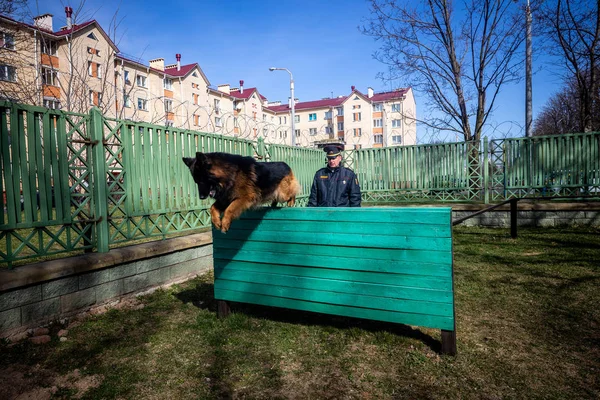 Minszk, Belorusszia-1 Marth, 2019: egy rendőr vonatok egy szolgálati kutya — Stock Fotó