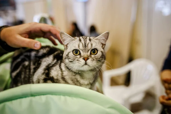 Peur D Un Chat Seul Sans Abri Au Regard Effraye Allonge Sur Une Cage Dans Un Peur D Un Chat Seul Sans Abri Au Regard Effraye Allonge Sur Une Cage Dans Un