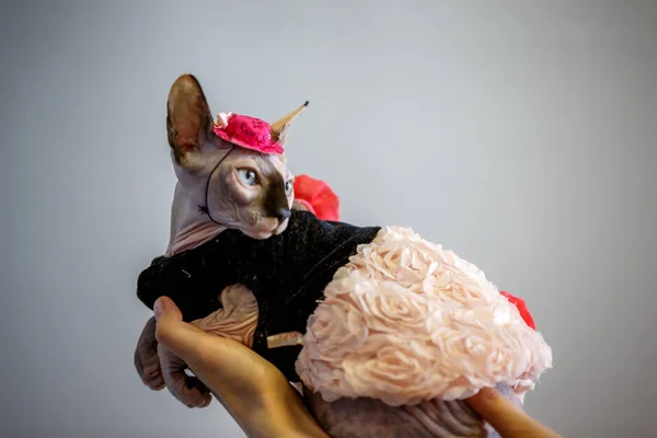 Sphinx Chat Habille En Maquereau Un Seul Vue Stock Photo