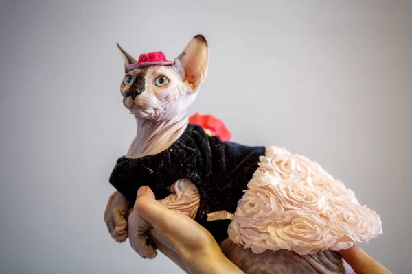 Sphinx Chat Habille En Maquereau Rouge Couleur Stock Photo