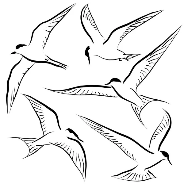 飞行中一般燕鸥的可编辑矢量草图集 — 图库矢量图片