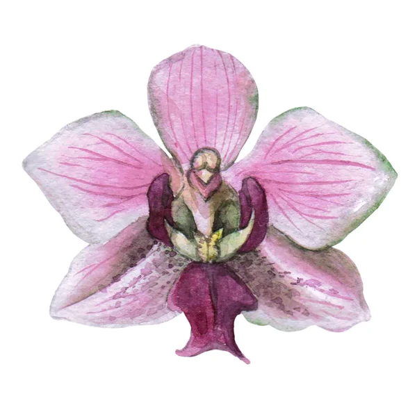 El orkide bitki botanik suluboya çizimi çekilmiş. Beyaz arka plan üzerinde izole orkide çizim.