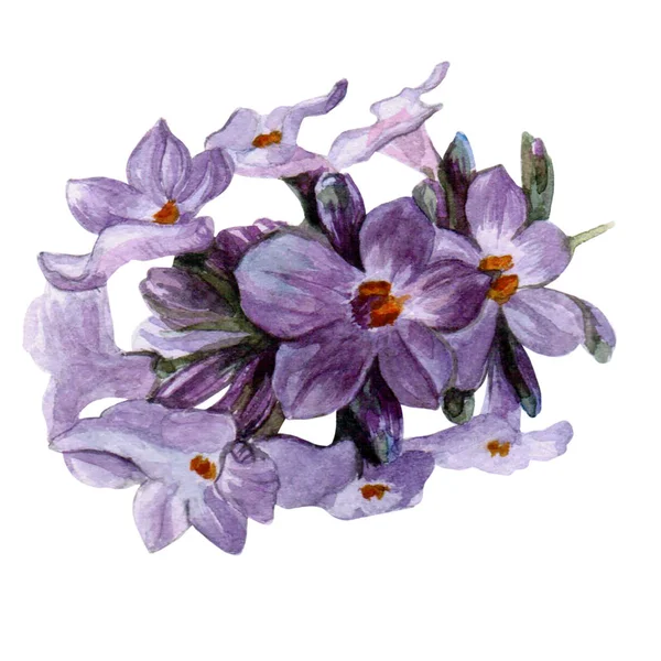 El lavantalar bitki botanik suluboya çizimi çekilmiş. Beyaz arka plan üzerinde izole lavanta çizim.