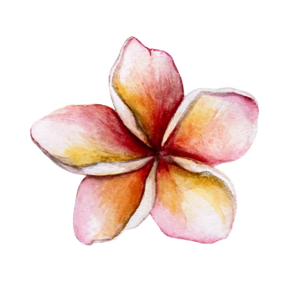 Hand Getekend Aquarel Botanische Illustratie Van Magnolia Plant Magnolia Tekening — Stockfoto