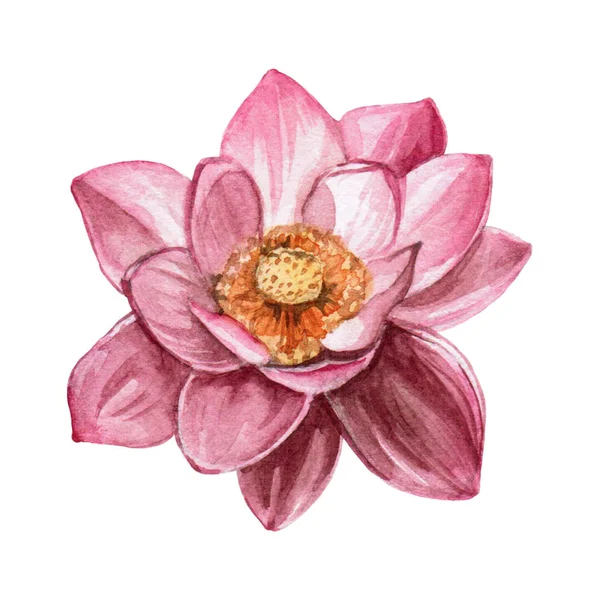 El lotus bitkisinin suluboya botanik resimde çekilmiş. Beyaz arka plan üzerinde izole lotus çizim.