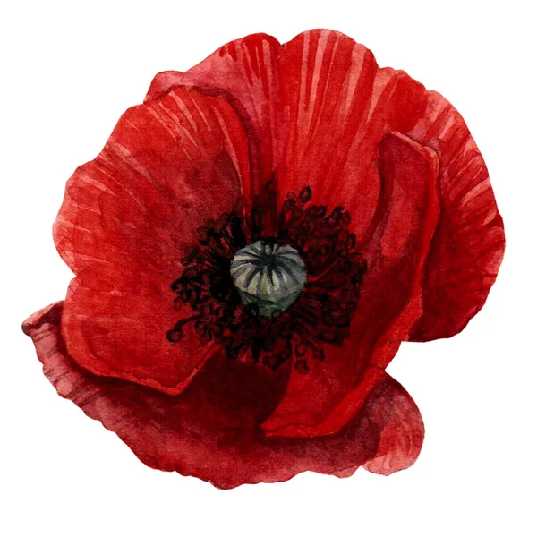 El haşhaş bitkisinin suluboya botanik resimde çekilmiş. Beyaz arka plan üzerinde izole haşhaş çizim.