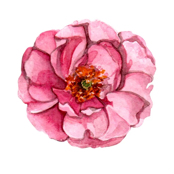 El gül bitki botanik suluboya çizimi çekilmiş. Beyaz arka plan üzerinde izole gül çizim.