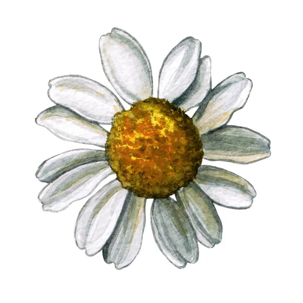 El papatya bitki botanik suluboya çizimi çekilmiş. Beyaz arka plan üzerinde izole papatya çizim.