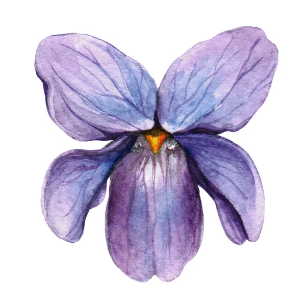 El menekşe bitki botanik suluboya çizimi çekilmiş. Beyaz arka plan üzerinde izole mor çizim.