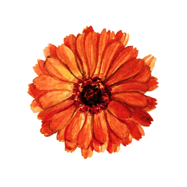 El calendula bitki botanik suluboya çizimi çekilmiş. Beyaz arka plan üzerinde izole Calendulaa çizim.