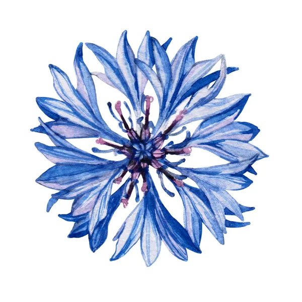 Hand Dras Akvarell Botaniska Illustration Centaurea Anläggningen Centaurea Ritning Isolerat — Stockfoto