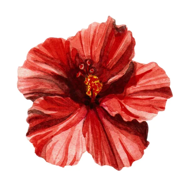 El hibiskus bitki botanik suluboya çizimi çekilmiş. Beyaz arka plan üzerinde izole Hibiskus çizim.