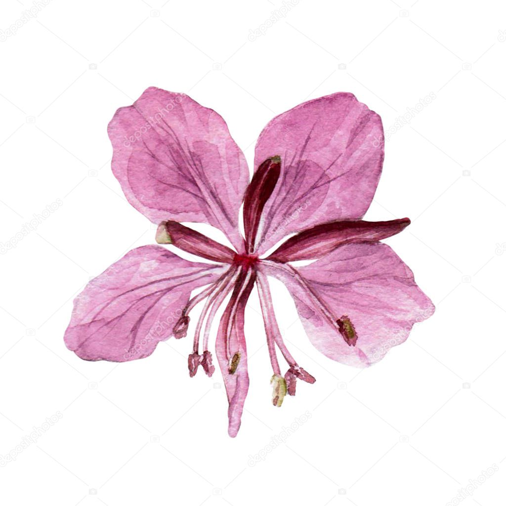 Hand drawn watercolor botanical illustration of the fireweed  plant. Fireweed  drawing isolated on the white background.