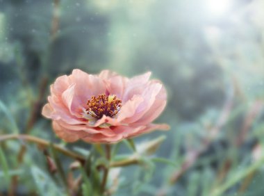 hassas yaprakları çiçek ile yaz aylarında çiçek