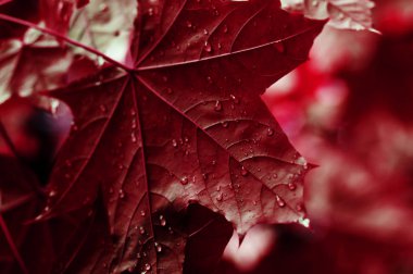Yağmur sonrası ıslak akçaağaç ağaç yeşil yaprakları. Yakın çekim.