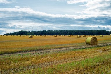 Saman balyası. Gökyüzü tarımsal alan. Çiftlik arazisindeki kırsal doğa. Çayırda saman var. Yazın sarı buğday hasadı. Kırsal doğa manzarası. Tahıl hasadı, hasat..