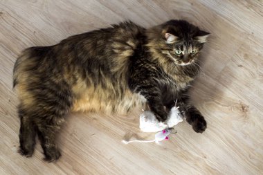 Ana coon kedi bir fare ile oynarken.