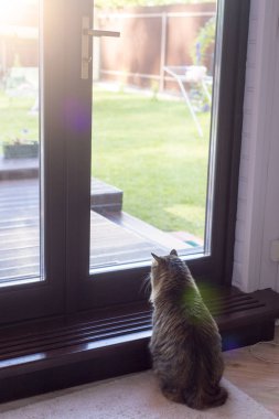 Cam kapının yanında bekleyen ana Coon Kedi