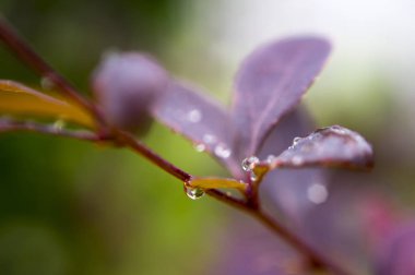Kızamık yapraklarda yağmur damlaları