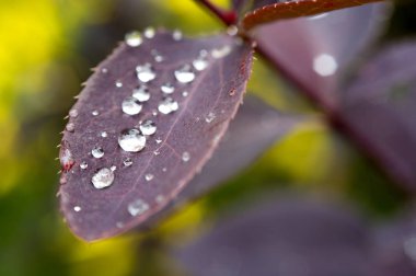 Kızamık yapraklarda yağmur damlaları